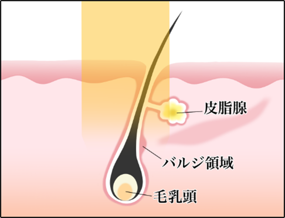 SHR方式では秒間連射数が多いほど出力が落ちやすい傾向にあります。